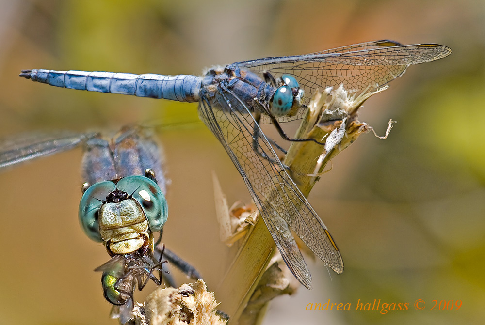 Orthetrum .... chi lo sa? O. coerulescens